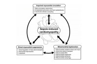 Septic cardiomyopathy eLearning module